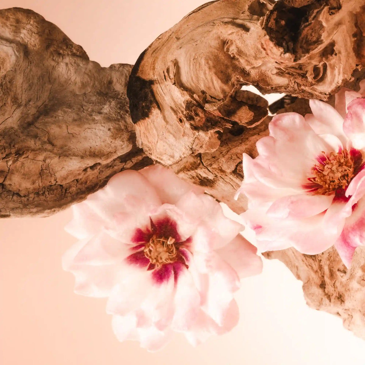 Santal Bloom - Double Cleansing Duo